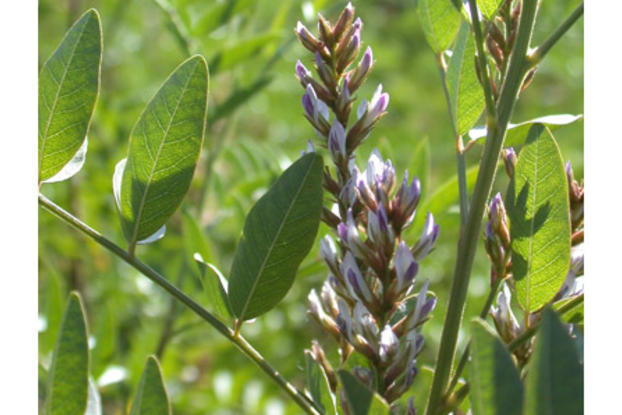 معرفی و راهنمای پرورش گیاهان دارویی - شیرین بیان